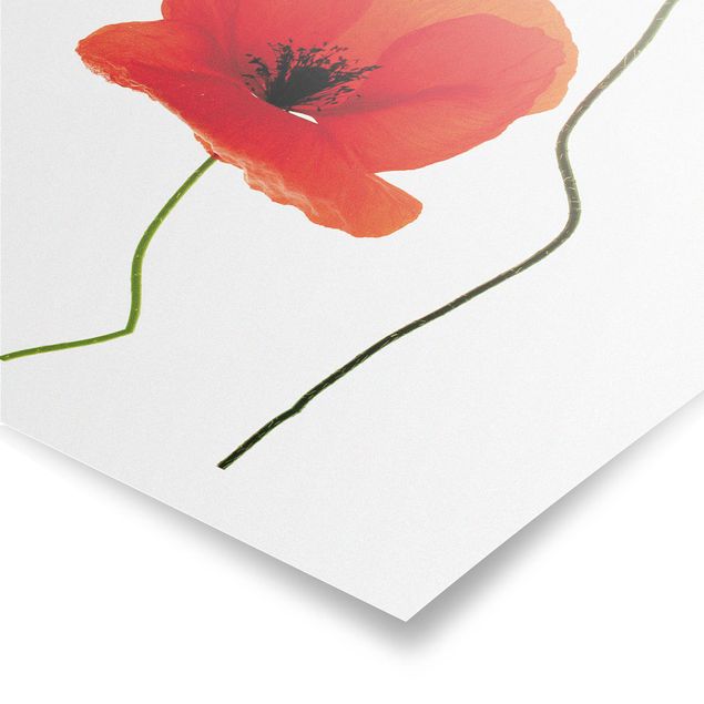 Prints flower Charming Poppies