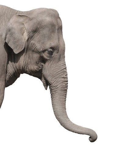 Window stickers animals Elephant