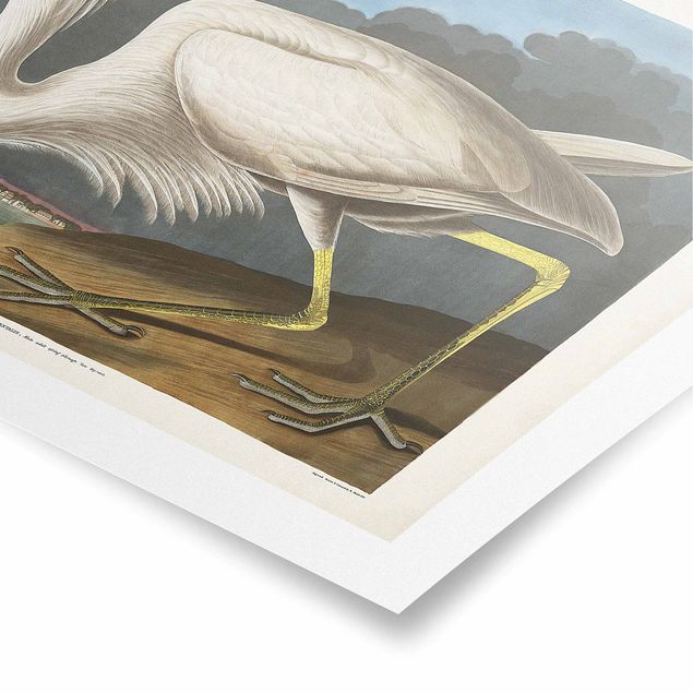 Retro photo prints Vintage Board Great White Egret