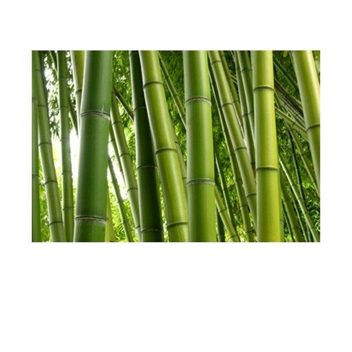 Film adhesive Bamboo