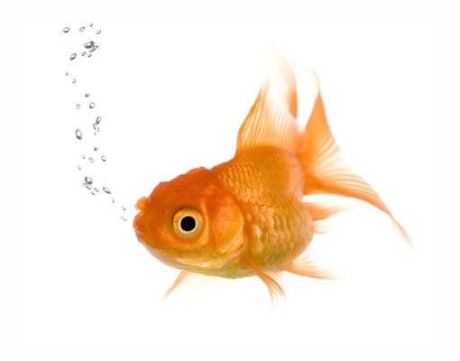 Window stickers animals Flying Goldfish