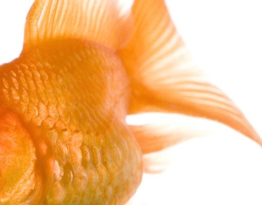 Adhesive films Flying Goldfish