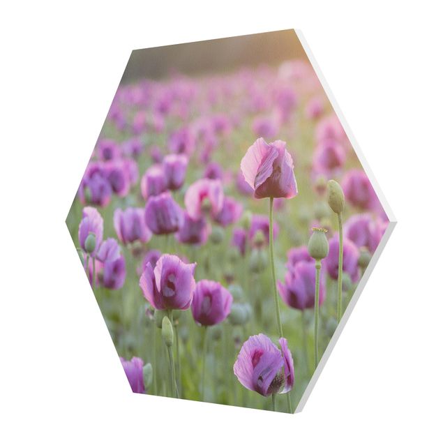Forex prints Purple Poppy Flower Meadow In Spring