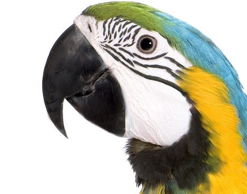 Wall stickers animals Macaw
