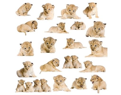 African wall stickers No.158 Lionbaby Set