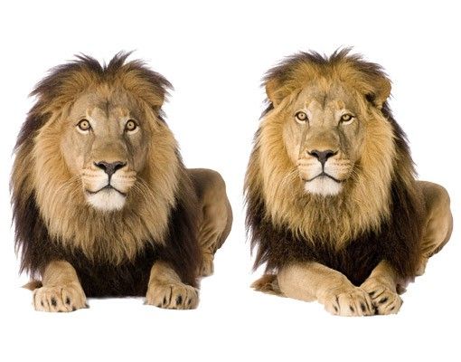 Wall stickers africa No.165 Two Lions