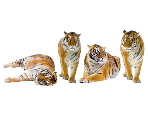 African wall stickers No.167 Tiger Set II