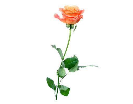 Wall stickers rose No.194 Rose Salmon