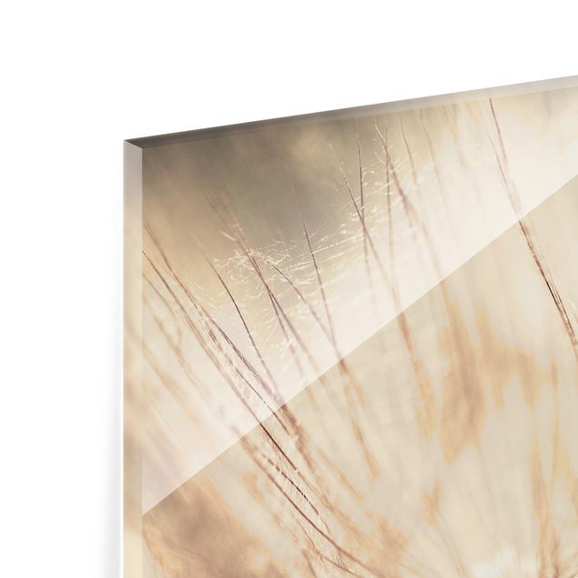 Glass Splashback - Dandelions Close-Up In Homely Sepia Tones - Landscape 1:2