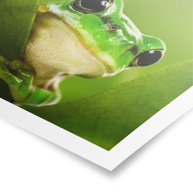 Prints flower Frog