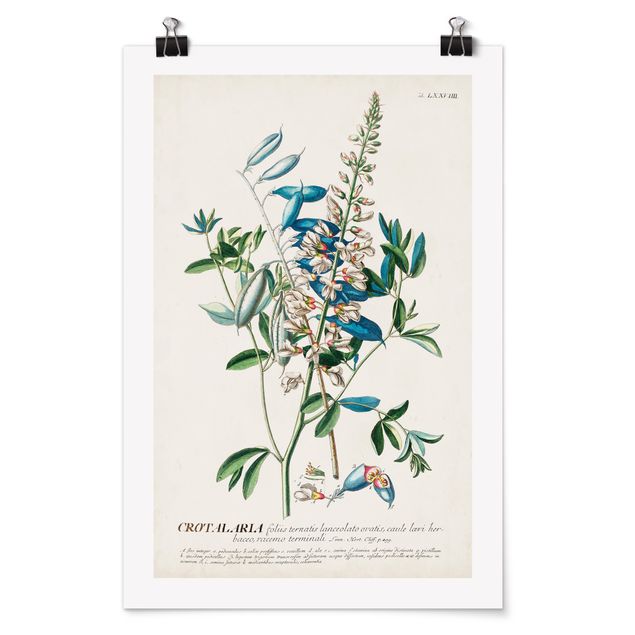 Prints flower Vintage Botanical Illustration Legumes