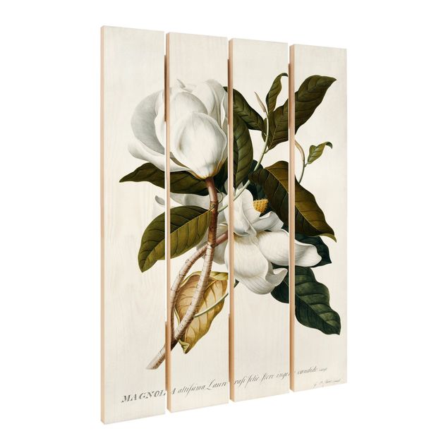 Wood prints Georg Dionysius Ehret - Magnolia