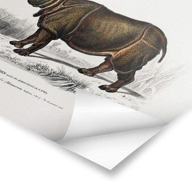 Prints Vintage Board Rhino