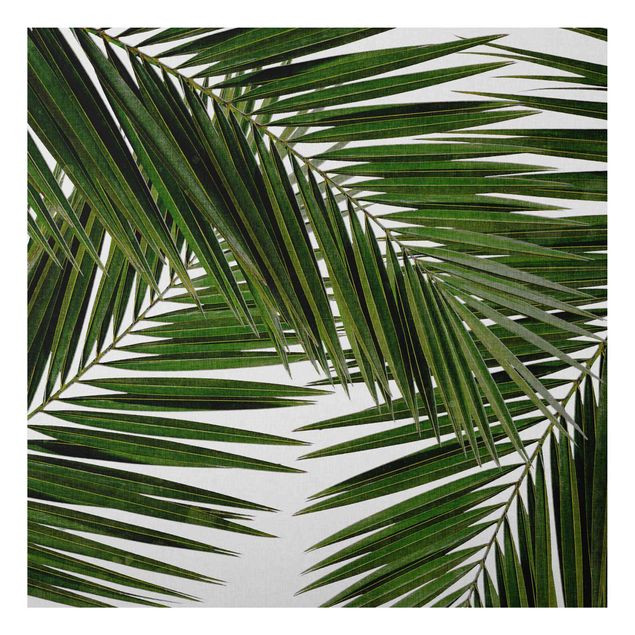 Prints landscape View Through Green Palm Leaves