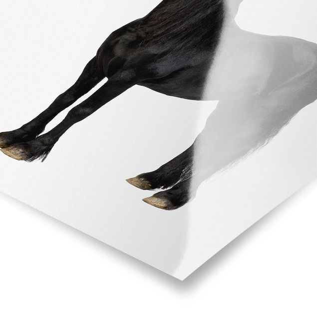 Posters animals Friesian