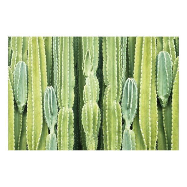 Glass Splashback - Cactus Wall - Landscape 2:3