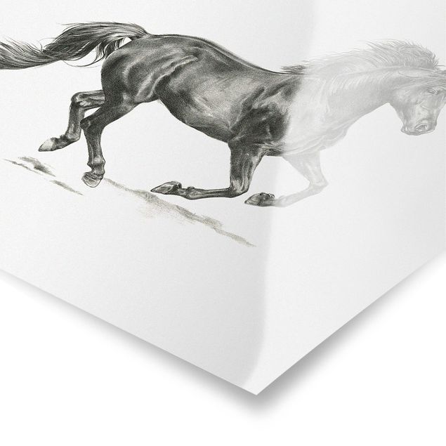 Modern art prints Wild Horse Trial - Stallion