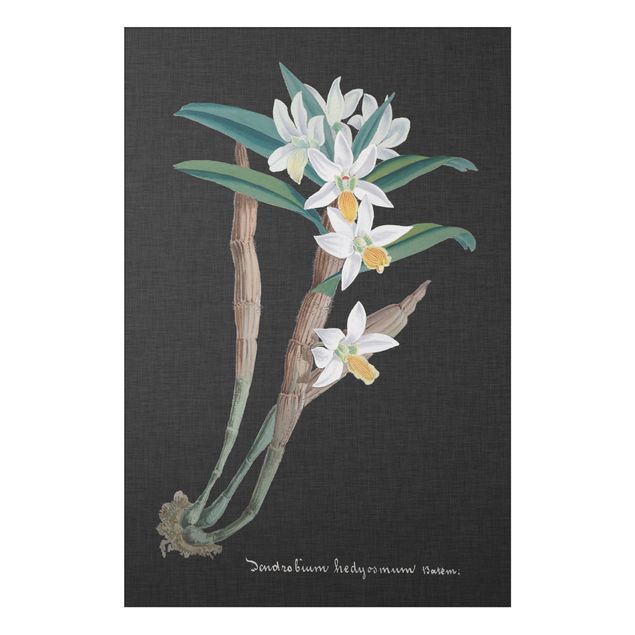 Orchid print White Orchid On Linen I