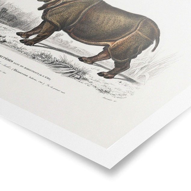 Retro prints Vintage Board Rhino