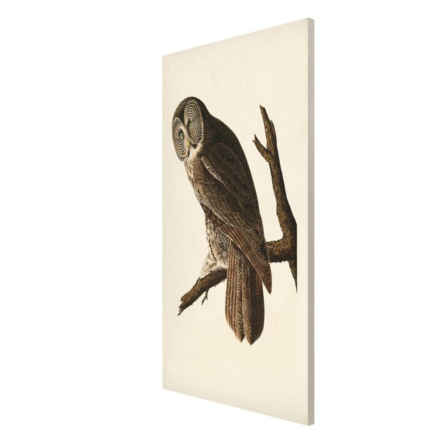 Vintage posters Vintage Board Great Owl