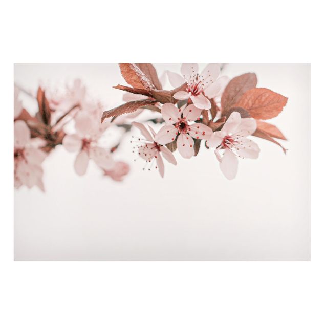 Magnet boards flower Delicate Cherry Blossoms On A Twig