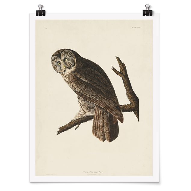 Retro prints Vintage Board Great Owl