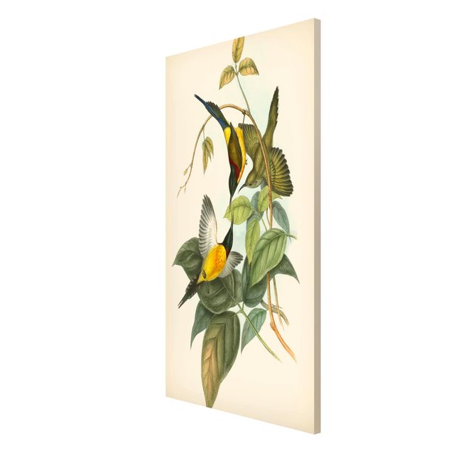 Floral canvas Vintage Illustration Tropical Birds IV
