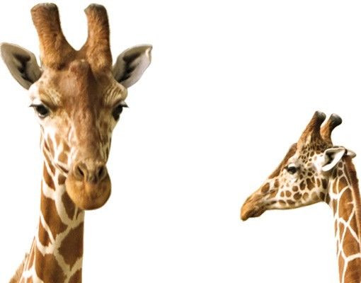 Film adhesive Two Giraffes