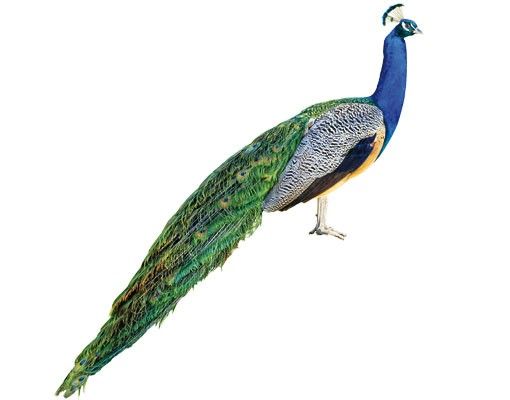 Bird wall decals No.320 Peacock