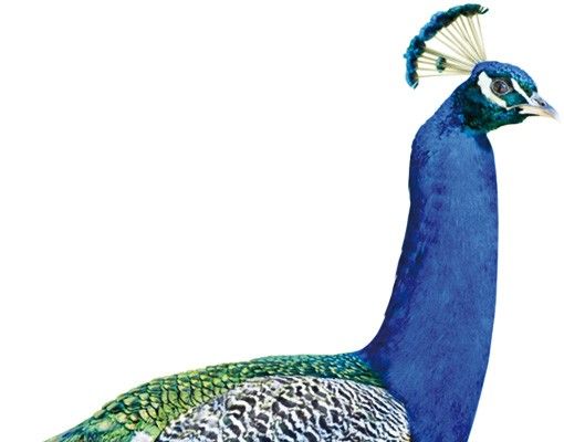 Animal wall decals No.320 Peacock
