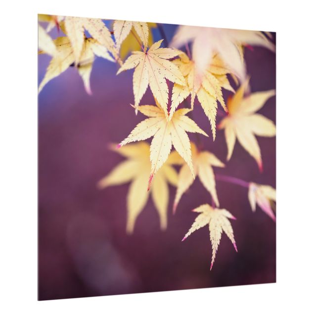 Glass splashback flower Autumn Maple Tree