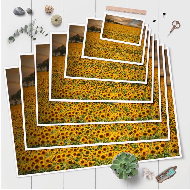 Prints Field With Sunflowers