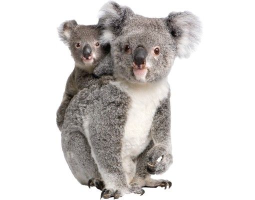 Animal print wall stickers Koala Bears