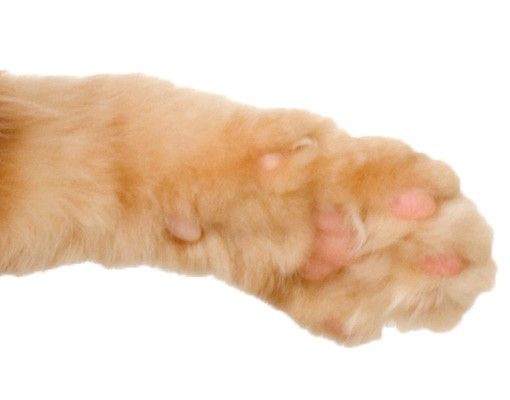Adhesive films Kitty with Paw