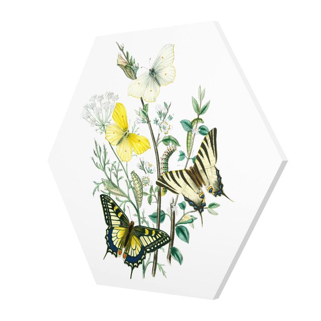 Forex prints British Butterflies III