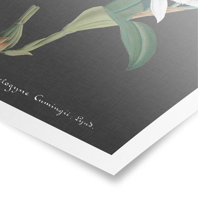 Prints flower White Orchid On Linen II