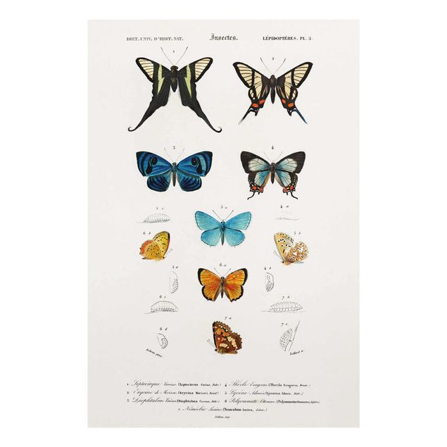 Prints animals Vintage Board Butterflies I