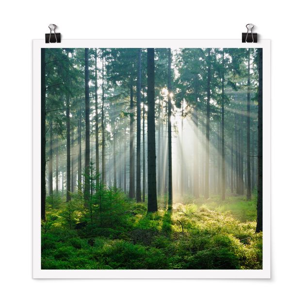 Trees on canvas Enlightened Forest
