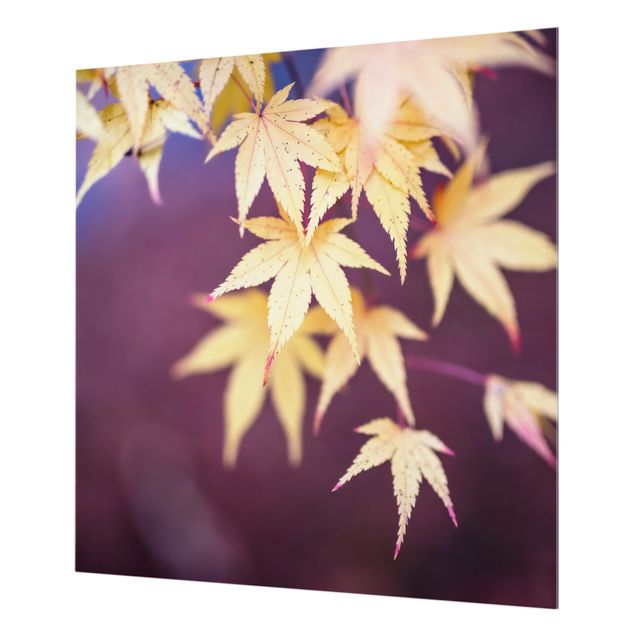 Splashback - Autumn Maple Tree - Square 1:1