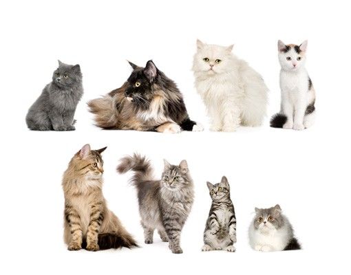 Dog wall decals No.417 Cat's Gang