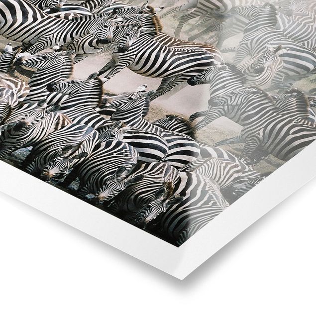 Prints black and white Zebra Herd