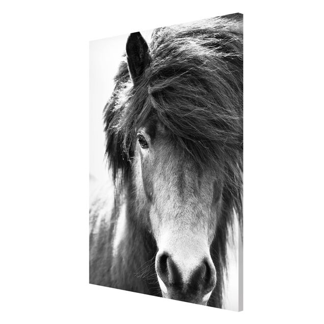 Magnet boards animals Icelandic Horse In Black And White