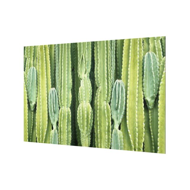 Glass Splashback - Cactus Wall - Landscape 2:3