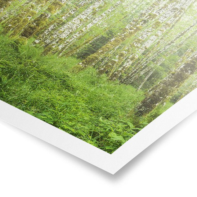 Posters landscape Hoh Rainforest Olympic National Park