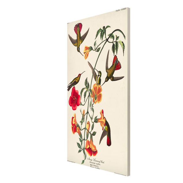 Prints vintage Vintage Board Mango Hummingbirds