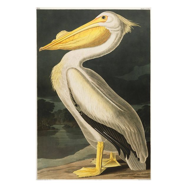 Magnet boards animals Vintage Board White Pelican