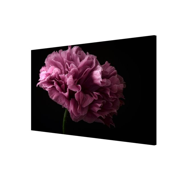 Flower print Proud Peony In Front Of Black