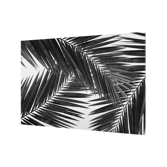 Glass splashback View Over Palm Leaves Black And White