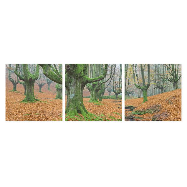 Nature wall art Beech Forest In The Gorbea Natural Park In Spain