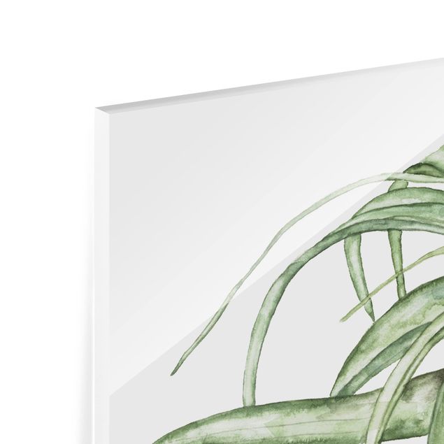 Glass Splashback - Air Plant Watercolor I - Landscape 1:2